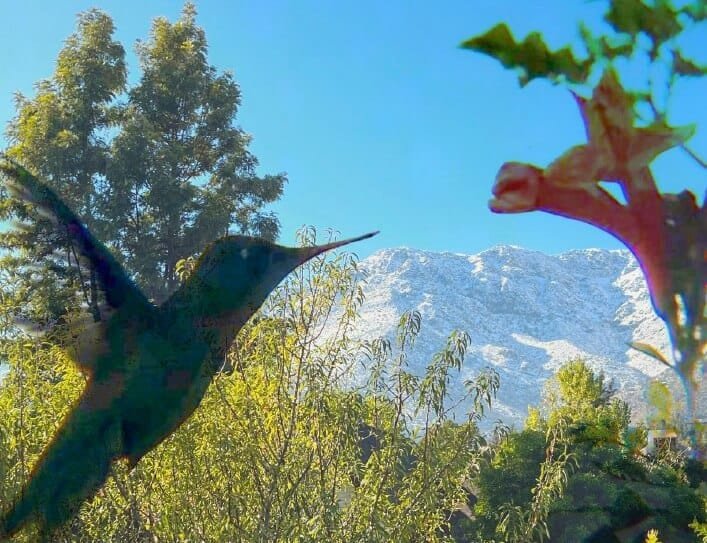 Colibrí en primer plano con fondo de montaña nevada, imagen del artículo sobre poesía y psicoanálisis