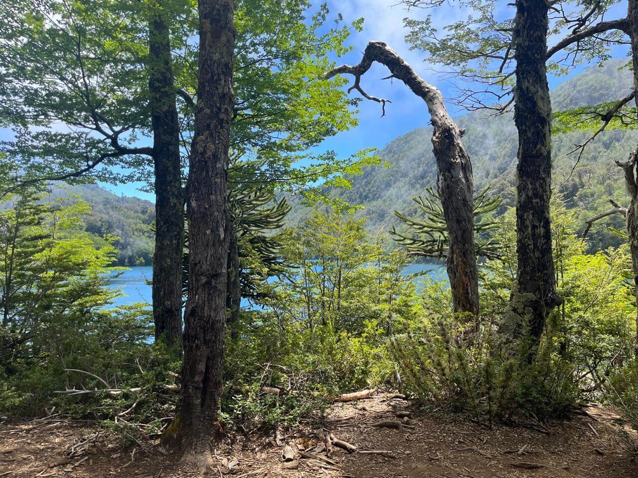 Bosque nativo del sur de Chile, imagen del artículo sobre poder y corrupción en psicoanálisis